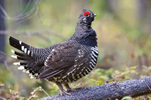 080519: Spruce Grouse, male standing on pine log, watching