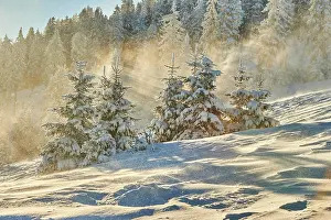Abies: Spruce (Picea abies) trees in winter on a sunny