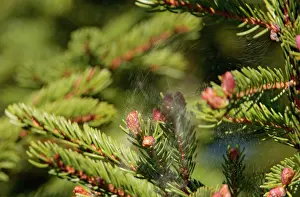 Perch: Spruce tree releasing pollen as a bird leaves it's perch