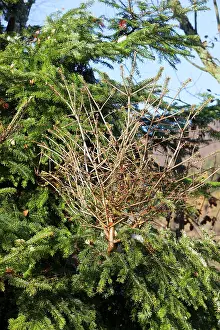 Broom: Spruce Tree - with Witch's Broom (dense mass of