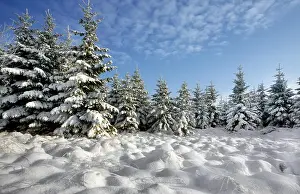 Spruce: Spruce trees covered in snow in winter, High Fens