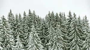 Brixen: Spruces in the snow, winter, Brixen im Thale, Tyrol