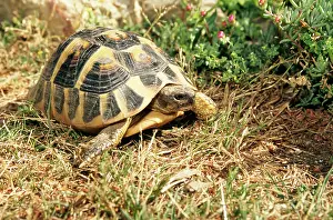 Testudo: Spur-Thighed TORTOISE
