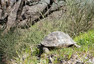 Testudo: Spur-thighed Tortoise - in the countryside