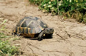 Testudo: Spur-Thighed TORTOISE - on path