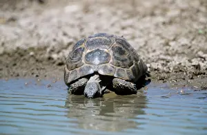 Testudo: SPUR-THIGHED TORTOISE -WATER