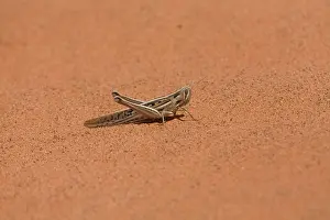 Locust: Spur-throated Plague Locust
