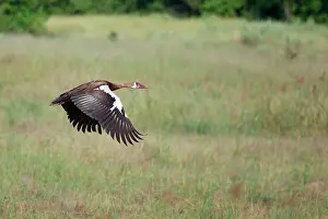 Gambensis: Spur-winged Goose
