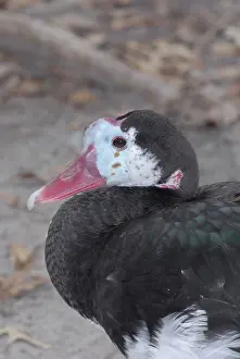Gambensis: Spur-Winged Goose