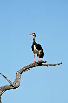 Gambensis: Spur-winged Goose - On dead branch