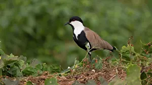 Spinosus: Spur-winged Lapwing