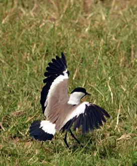 Plovers: Spur-winged Lapwing / Spur-winged Plover