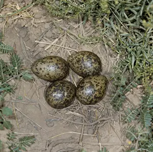 Plovers: Spur-winged Plover / Lapwing EGGS - Nest on the ground