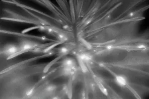 Sparkle: Spurge