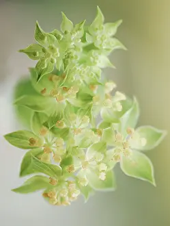 Spurge: Spurge