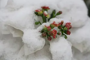 Spurge: Spurge