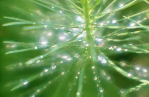 Moisture: Spurge