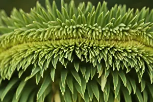 Weird: Spurge