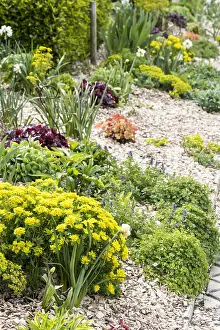 Private: Spurge in bloom in a garden