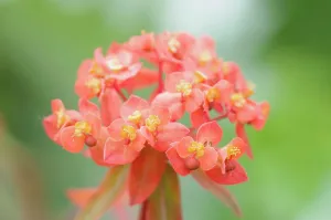 Spurge: Spurge Fireglow, Euphorbia griffithii Fireglow