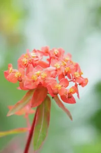 Spurge: Spurge Fireglow, Euphorbia griffithii Fireglow