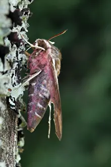 Spurge: Spurge Hawk-moth