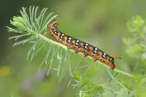 Spurge: Spurge Hawk-moth (Hyles euphorbiae) caterpillar
