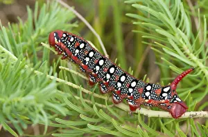 Larva: Spurge hawk moth (Hyles euphorbiae) caterpillar, Bavaria