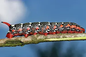 Hawk: Spurge hawk moth red caterpillar sitting on branch