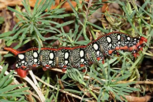 Hawk: Spurge hawk moth red caterpillar sitting on green