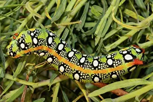 Hawk: Spurge hawk moth yellow caterpillar sitting on green