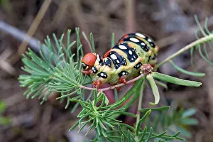 Spurge: Spurge Hawkmoth caterpillar feeding on Spurge plant