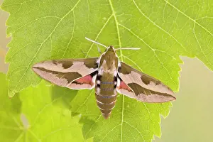 Euphorbiae: Spurge Hawkmoth - resting on leaf