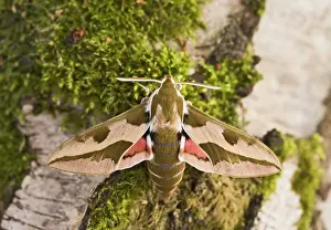 Euphorbiae: Spurge Hawkmoth - resting on trunk