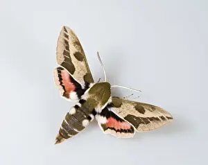 Euphorbiae: Spurge Hawkmoth - white background