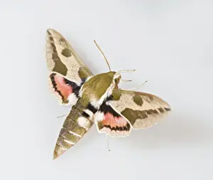 Euphorbiae: Spurge Hawkmoth - white background