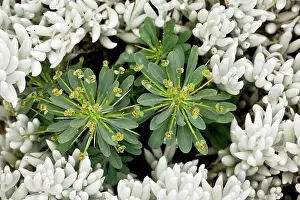 Spurge: A Spurge among the leaves of the succulent Senecio