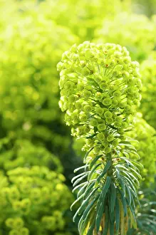 Spurge: Spurge, Mediterranean spurge, Euphorbia characias wulfenii