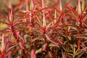 Spurge: Spurge, Sikkim Spurge, Euphorbia sikkimensis, A