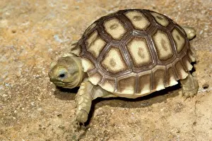 Geochelone: Spurred Tortoise (Geochelone sulcata)
