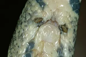Regius: Spurs on Python