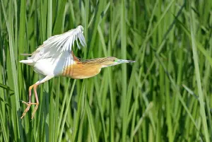 Ralloides: Squacco (Ardeola ralloides) in flight, Danube Delta