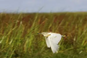 Ralloides: Squacco Heron