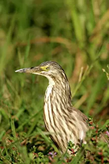 Ralloides: Squacco Heron