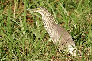 Ralloides: Squacco Heron