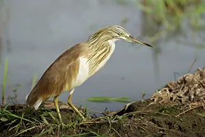 Ralloides: Squacco Heron
