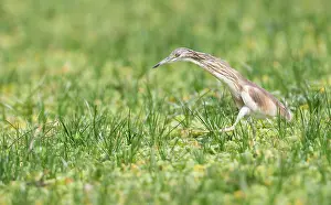 Ralloides: Squacco Heron