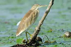 Ralloides: Squacco Heron