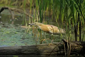 Nemzeti: Squacco Heron