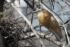 Ralloides: Squacco Heron